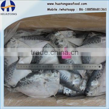 frozen moonfish 200-300g/pc BQF 7.5kgs/ctn