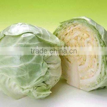 round cabbage