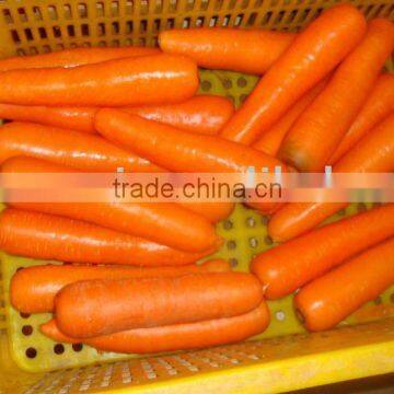 supply chinese red carrot