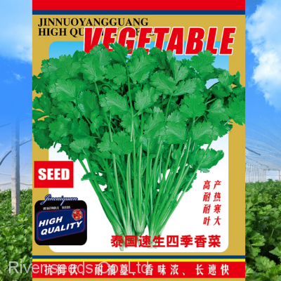 500g Good price vegetable parsley seeds dhania cilantro chinese coriander seeds for planting