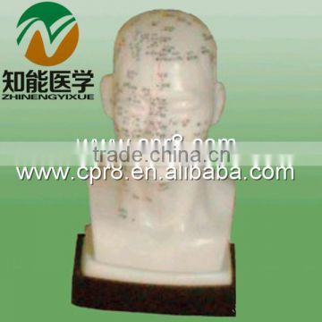 BIX-Y1020 Life-size head acupuncture model