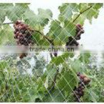 Vineyard Netting /bird netting/net