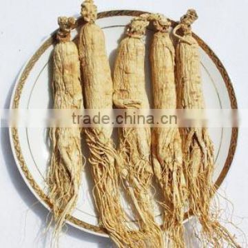 Wholesale Good Quality Tonic Panax Ginseng Root