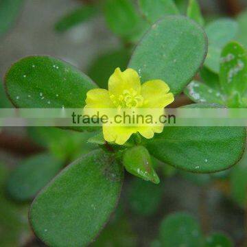 Organic Portulaca Oleracea Extract Powder