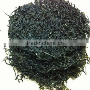 Shredded Green Kelp, New Machine dried laminaira Seaweed ,Swelling:18-20times
