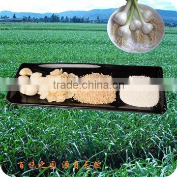 New crops rootless garlic flakes