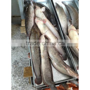 Frozen fresh African catfish whole round