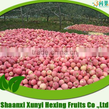 Professional Fruit Supplier fresh fruit exporter from shaanxi