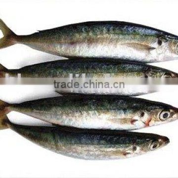 frozen blue mackerel, mackerel fish , blue mackerel(Decapterus maruadsi)