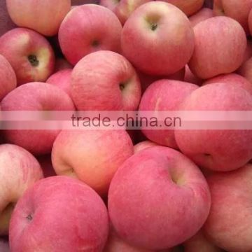 Supply Chinese China Fresh big red Fuji apple