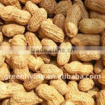 Good Qality Chinese Peanuts in shell
