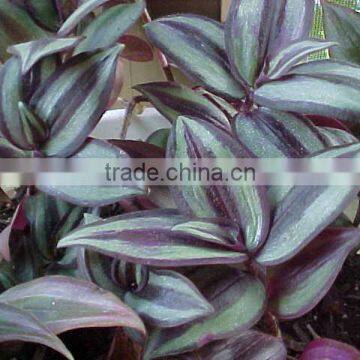 Zebrina pendula albolineata Wandering Jew White