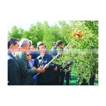 small olive picking machine china supplier