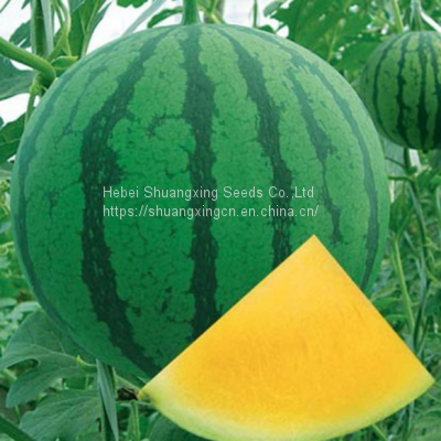Good quality f1 hybrid yellow watermelon seeds for growing
