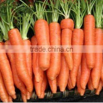 High quality chinese fresh Carrot supplier(80g up)