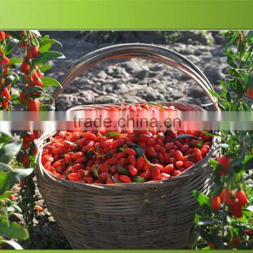 Dried wolfberry wholesaler in Ningxia for Anti-aging