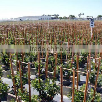 bamboo trellis with ladder for farming climbing support plant, nursery, vegetable tomato