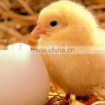 Wholesale low price top quality 1320 egg incubator