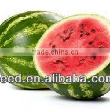 SX Chinese grafted green stripe watermelon seed