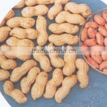 Raw Peanuts in Shell/Groundnuts in Shell for sell
