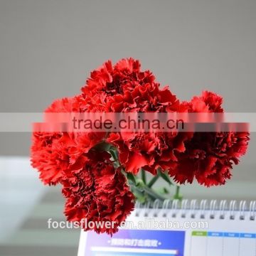 Hot Selling Natural Carnation Flowers Single Head in China