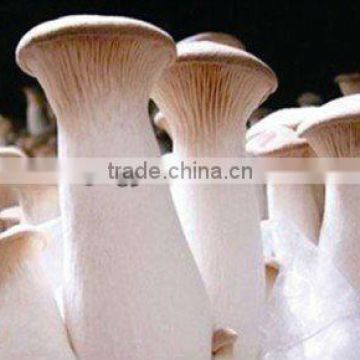 White mushroom/king oyster mushroom