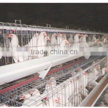 Poultry Feeding Cages