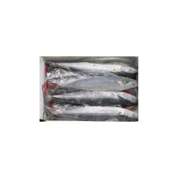supply spanish mackerel