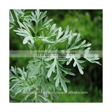 Wormwood Oil Natural