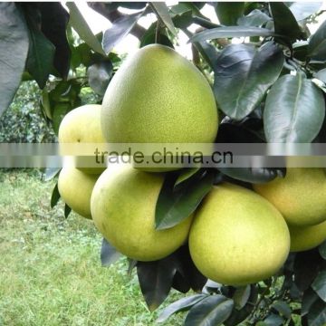 buy chinese sweet honey pomelo with exporting standard