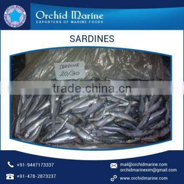 Good Quality Frozen Sardine Fish BQF direct from Factory