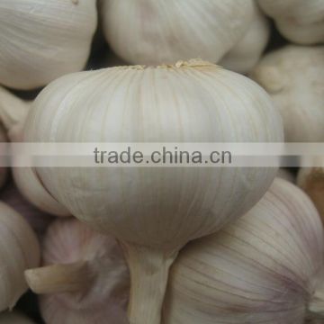 Fresh garlic 5.5cm