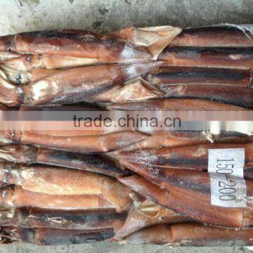 Frozen Illex Squid 150-200g