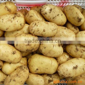 Chinese fresh yellow potato with free sample for you