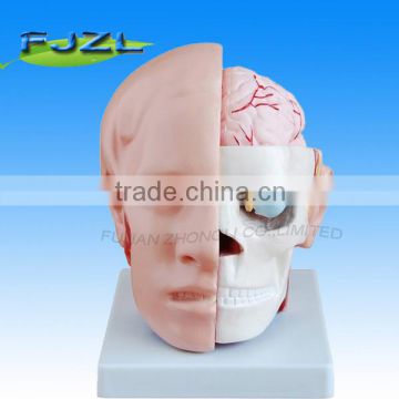 human head brian model