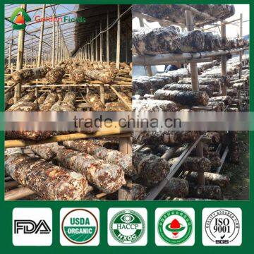 Fresh Shiitake Mushroom,Mushroom Logs for Sale,Greenhouse for Mushroom