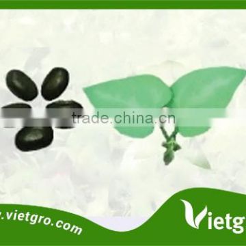 High Yield F1 Hybrid Cover Crop Seeds VGMB 01