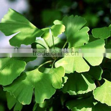 Ginkgo Biloba Extract Powder 10:1 Soluble in water