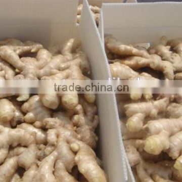 New crop 1kg fresh ginger price with high quality