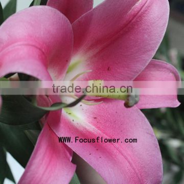 Spring And Summer Flowers Natural Trumpet Flower Flower With 10 Stems/Bundle Spray Lily Natural Flowers Named As Fresh Cut Lily