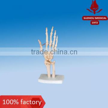 Hand bone for students