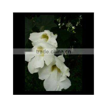 Thunbergia grandiflora alba variegata Variegated White Thunbergia