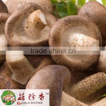 Free shipping wholesale premium fresh flower shiitake mushroom best prices China spawn cultivation