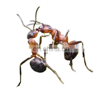 Micro-toxic Hydramethylnonc kill ants inside and outside house