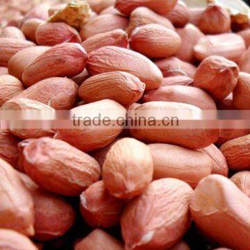 New Crop Red Skin Peanut Kernels