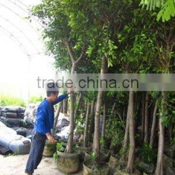 Ficus Nitida rooted and potted trees