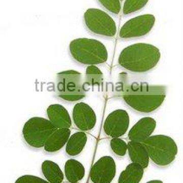 Moringa Oleifera