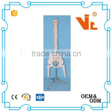V-AM047 Dog spine model