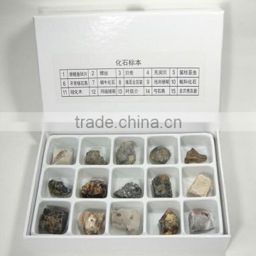 mineral specimens stone Set fossil specimen set