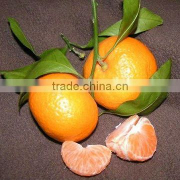 New Year Special Offer - Fresh Mandarin